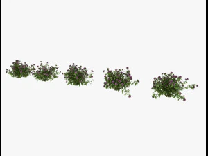 arbusto alpino Modello 3D