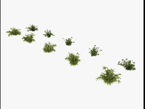 shrub alpine 3D 模型