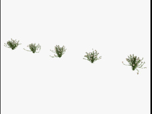 shrub alpine 3D 模型