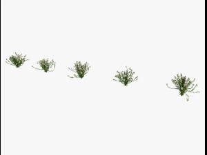 arbusto alpino Modello 3D