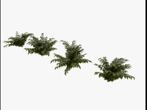 shrub alpine 3D 模型
