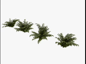 arbusto alpino Modello 3D