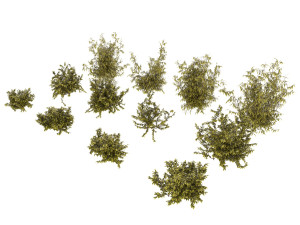 shrub alpine 2 3D 模型