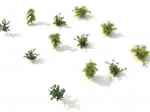 shrub alpine 3 3D Model
