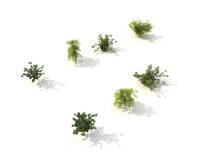 shrub alpine 3 3D Model