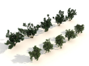 shrub alpine 3 Modelo 3D