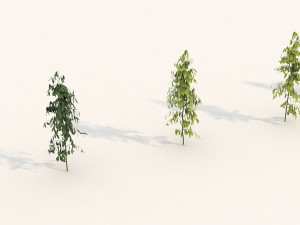 shrub alpine 3 Modelo 3D