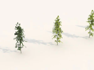 shrub alpine 3 3D Model