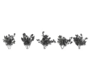 shrub alpine 3 3D Model
