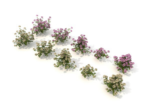 realistic shrub bush set 3D Model