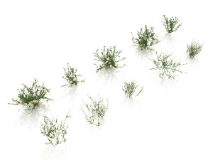 realistic shrub bush set 3D Model
