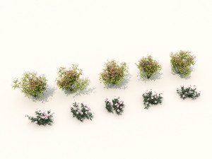 realistic shrub bush set 3 Model 3D