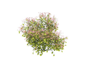 realistic shrub bush set 3 Model 3D