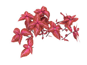 realistic shrub bush set 3 Model 3D