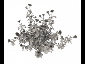 realistic garden shrub 2 Model 3D
