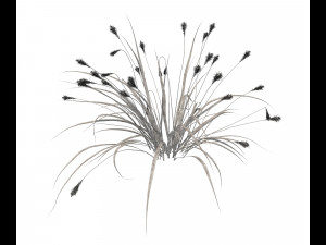realistic garden shrub 2 Model 3D
