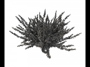 realistic garden shrub 2 Model 3D