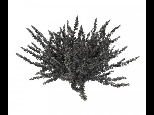 realistic garden shrub 2 3D Model