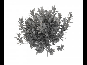 realistic garden shrub 2 Model 3D