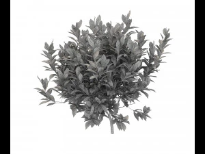 realistic garden shrub 2 3D Model