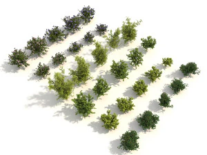 realistic garden shrub 3 3D Model