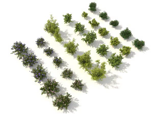 realistic garden shrub 3 3D Model