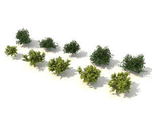 realistic garden shrub 3 3D Model