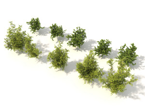 realistic garden shrub 3 Modelo 3D