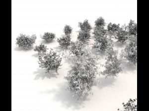 realistic garden shrub 3 Modelo 3D