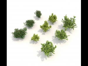 realistic garden shrub 3 3D Model
