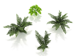 shrub and bush colection Modello 3D