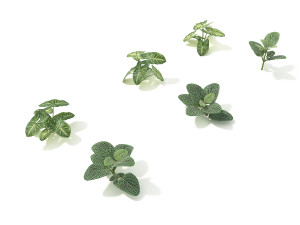 shrub and bush colection 2 Modelo 3D
