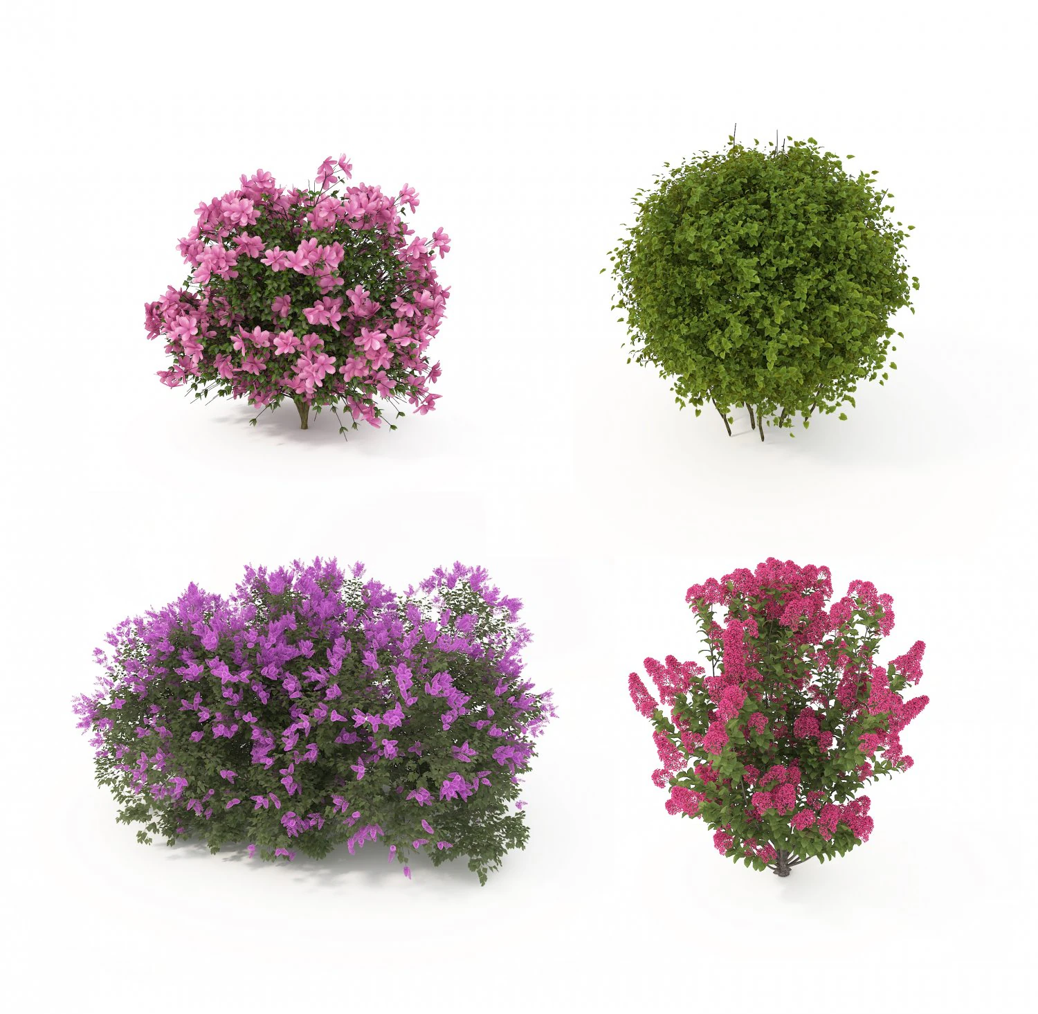 realistic shrub bush flower set 3D Model .c4d .max .obj .3ds .fbx .stl .blend 