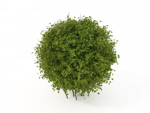 realistic shrub bush flower set 3D Model