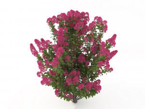 realistic shrub bush flower set 3D Model