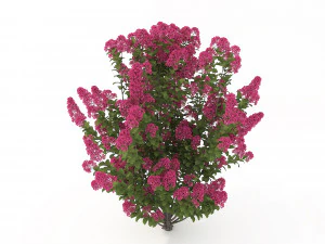 realistic shrub bush flower set 3D Model