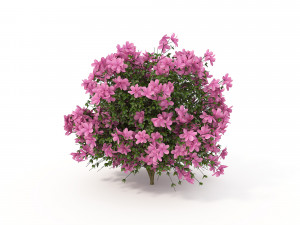 realistic shrub bush flower set 3D Model