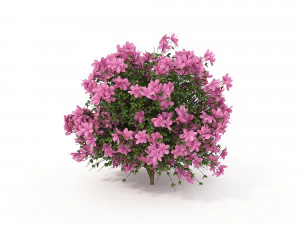 realistic shrub bush flower set 3D Model