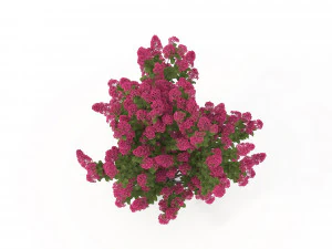 realistic shrub bush flower set 3D Model