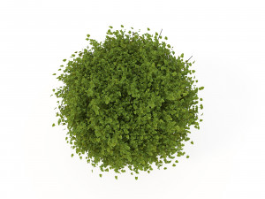 realistic shrub bush flower set 3D Model