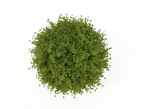 realistic shrub bush flower set 3D Model