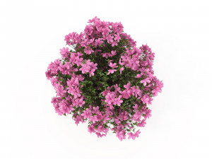 realistic shrub bush flower set 3D Model