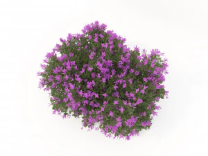 realistic shrub bush flower set 3D Model