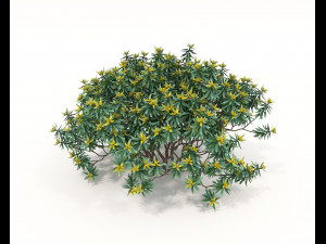 Realistic Shrub Bush Set Model 3D