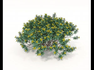 Realistic Shrub Bush Set 3D Model