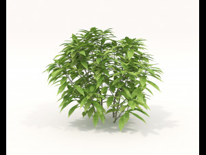 Realistic Shrub Bush Set Model 3D