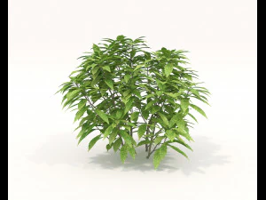 Realistic Shrub Bush Set 3D Model