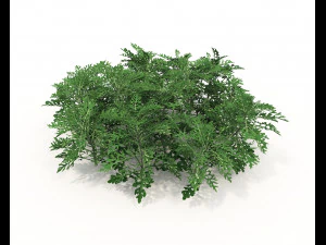 Realistic Shrub Bush Set 3D Model