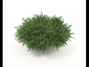 Realistic Shrub Bush Set Model 3D