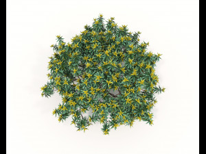 Realistic Shrub Bush Set Model 3D